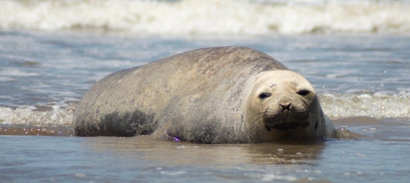 CUIDEMOS NUESTRA FAUNA MARINA